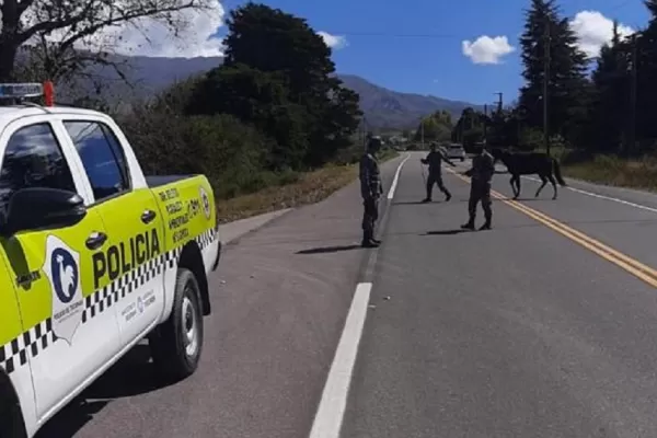 Peligro en las rutas: Animales sueltos en Tafí del Valle
