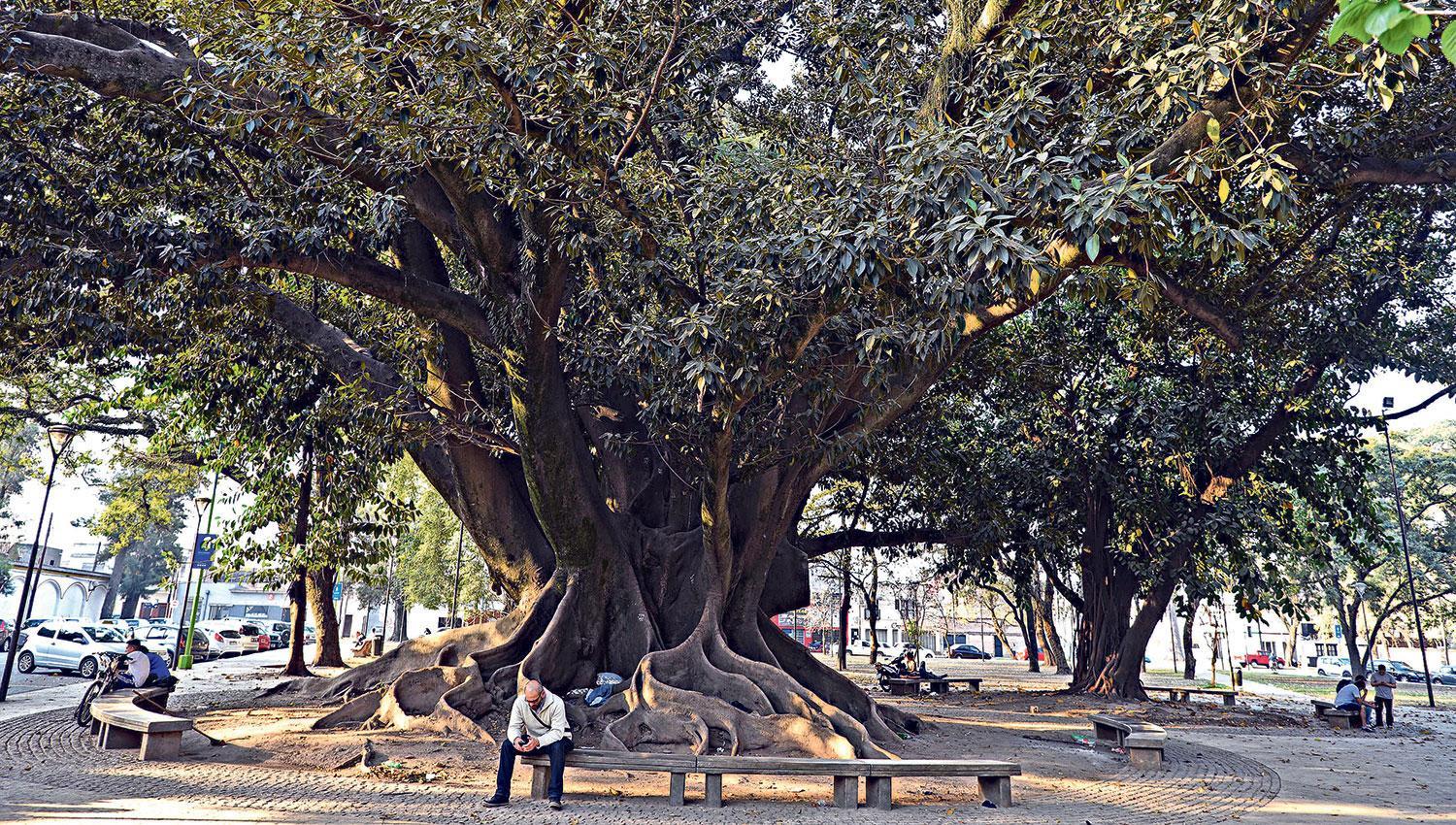  En 2018, fueron relevados 300.000 árboles aproximadamente en todo San Miguel de Tucumán. LA GACETA/FOTO DE DIEGO ARAOZ