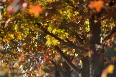 ¿Cuántos árboles por habitante hacen falta en las ciudades y cuál es la situación de Tucumán?