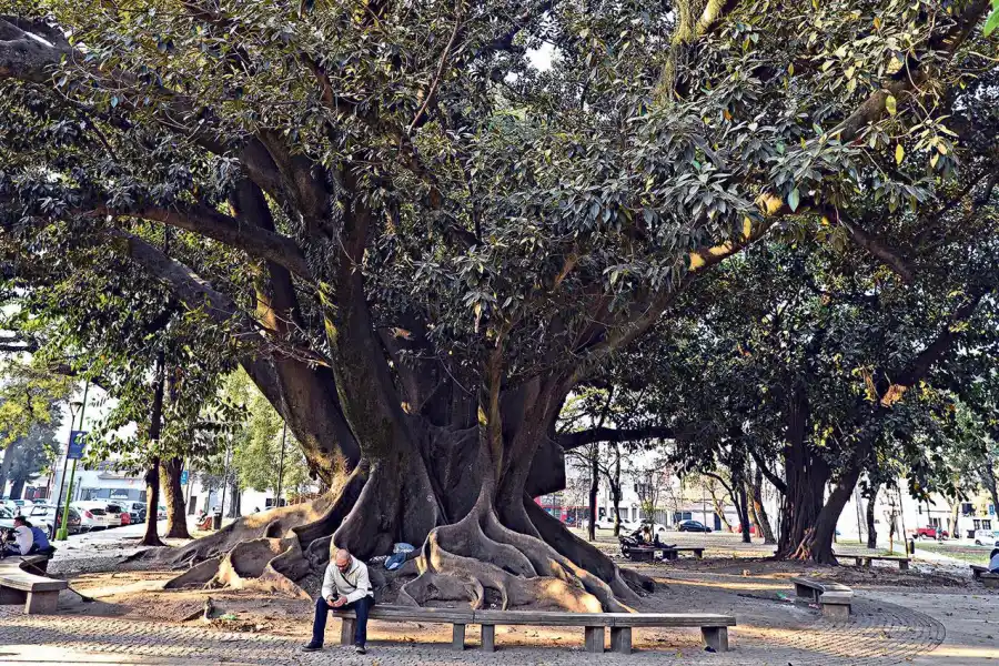  En 2018, fueron relevados 300.000 árboles aproximadamente en todo San Miguel de Tucumán. LA GACETA/FOTO DE DIEGO ARAOZ