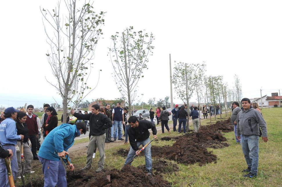 FORESTACION EN TAFI VIEJO. En 2014, se plantaron milenarios ginkgo bilobas en Lomas de Tafí. ARCHIVO LA GACETA