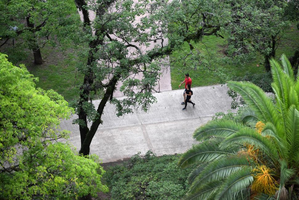 RELEVAMIENTO. Un estudio constató la presencia de 12.250 árboles en el área central de San Miguel de Tucumán, el año pasado. LA GACETA/FOTO DE DIEGO ARAOZ