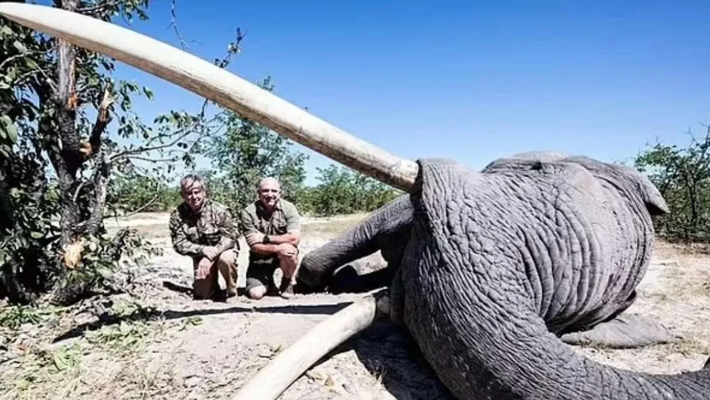 Un cazador pagó para matar a uno de los pocos elefantes tusker que hay en África.