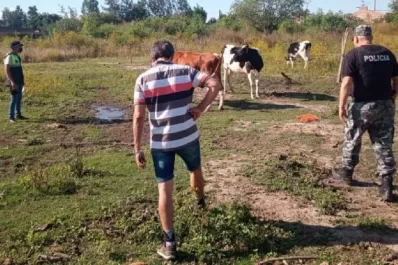 Carbón Pozo: encontraron vacas robadas