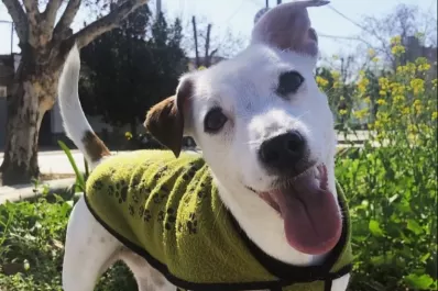 Video: Trompita, la perrita adoptada por un tucumano que la rompe en Tik Tok