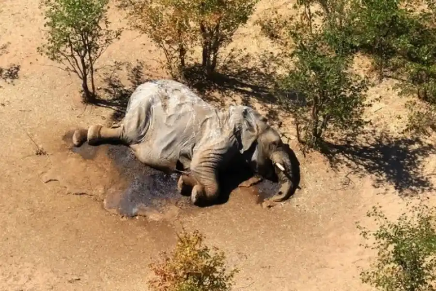Elefante en peligro de extinción asesinado por un cazador en África