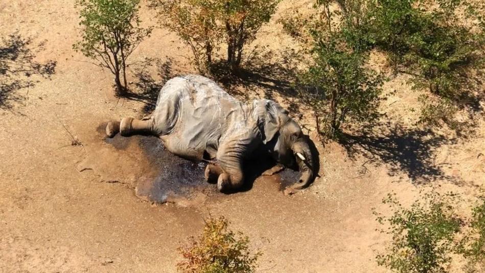 Elefante en peligro de extinción asesinado por un cazador en África