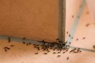 Métodos caseros para deshacerse de las hormigas