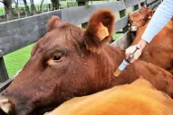 Campaña contra la fiebre aftosa