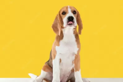 ¿A qué edad es conveniente castrar a perros y gatos?