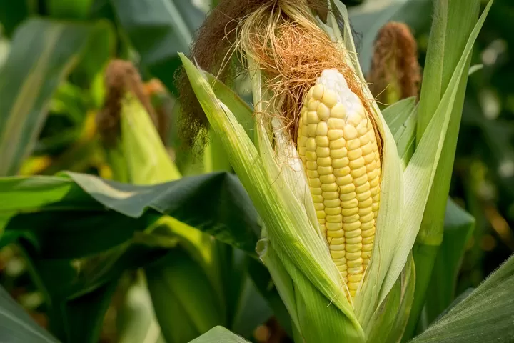 BENEFICIO. Las precipitaciones dieron un respiro a los productores de maíz. 