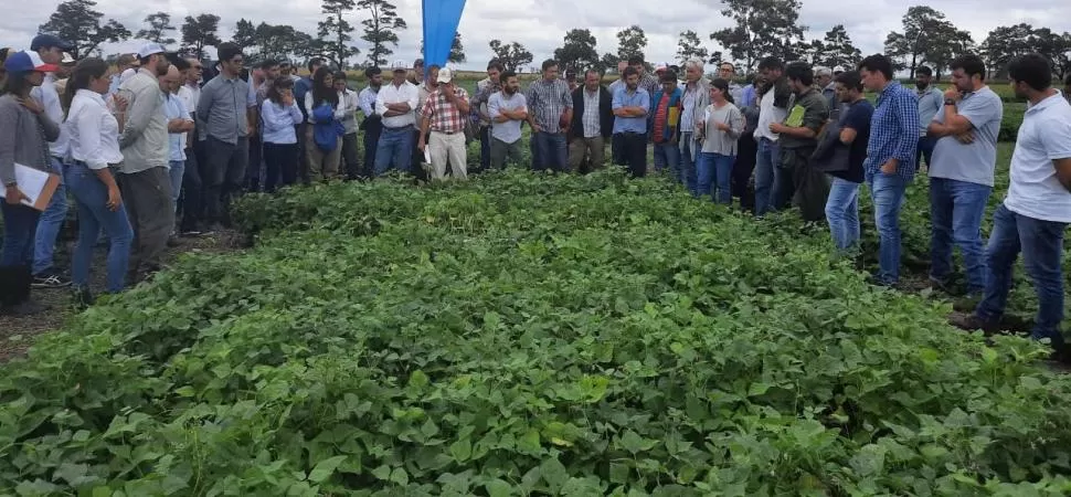 HECHO. La falta de las lluvias, hizo que los productores usaran herbicidas posemergentes, como lo anunciaron en el día de campo de la Eeaoc. 