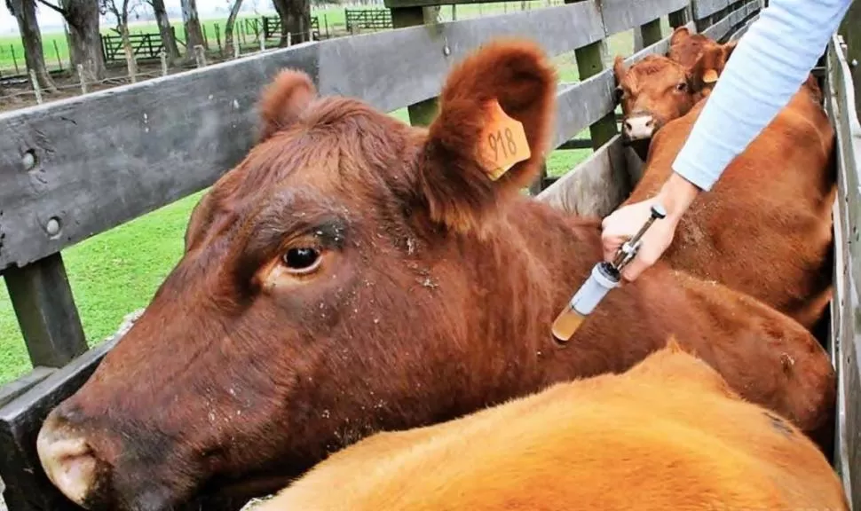 DATO. Se vacunaron 30 millones de bovinos el 2021 (segunda campaña). 