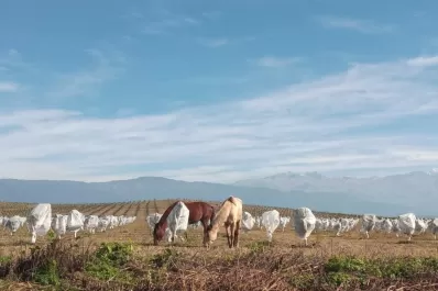Ataques en el sur: En vez de sustraer animales, se apropian de maquinaria