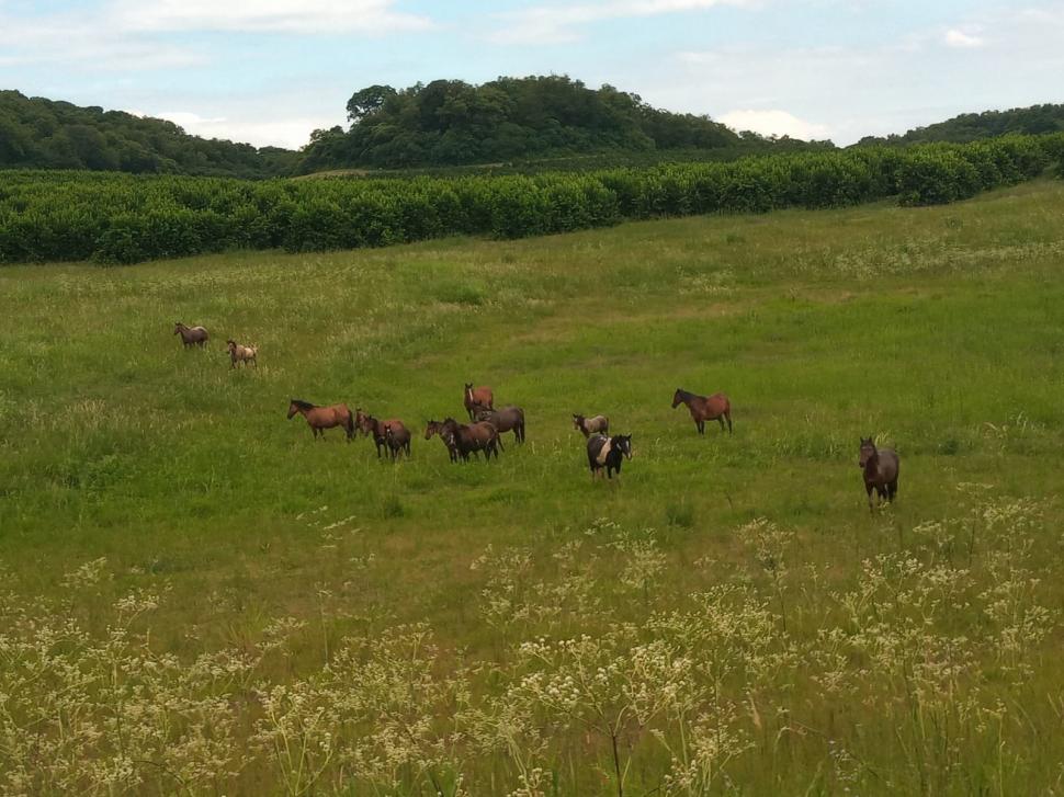 EN LA MIRA. Los animales son un botín preciado para los delincuentes en zonas rurales.  