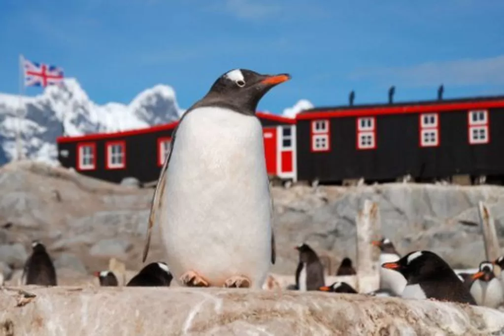 Ofrecen U$S 2.200 al mes por contar pingüinos en la Antártida