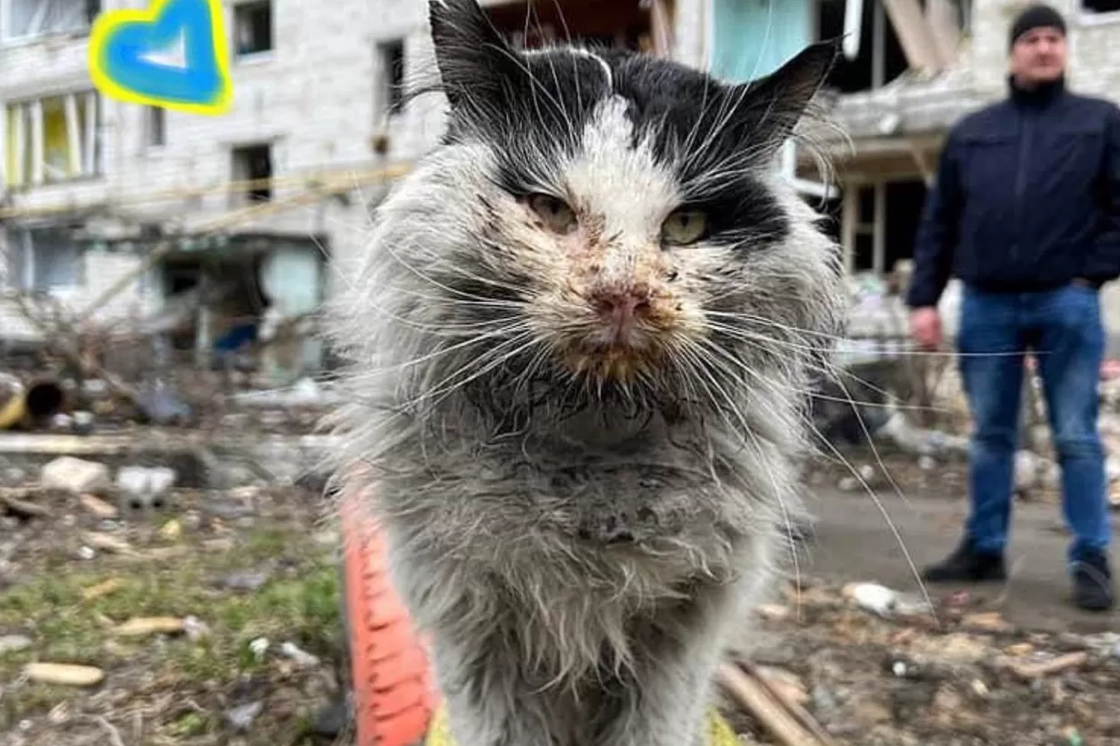 Una organización se dedica a rescatar a mascotas abandonadas en Ucrania