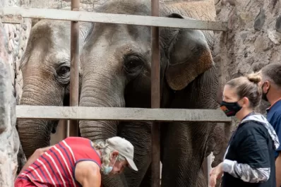 Dos elefantas viajarán desde Mendoza hacia un santuario en Brasil