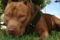 Una mujer mató a su pitbull de una puñalada para salvar a su beba