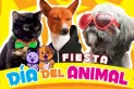 ¡Vení a la fiesta por el Día del Animal en la plaza Urquiza!
