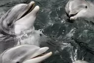 Rusia despliega delfines entrenados para que detecten amenazas en una base naval