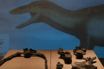 Hallaron los restos de un gigante megarraptor, el más grande encontrado hasta el momento