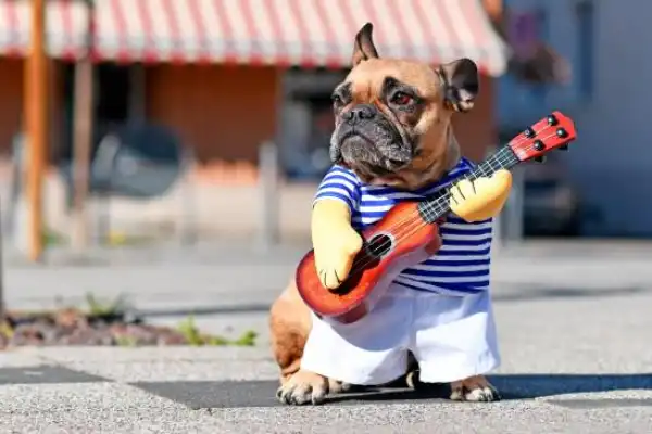 Día del Animal: mañana no te olvides de disfrazar a tu mascota