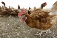 Estados Unidos registró su primer caso humano de gripe aviar H5 