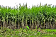 Una visión mayormente negativa sobre el estado de los cañaverales