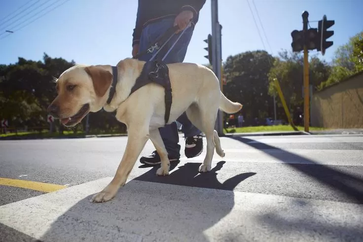 PERROS GUÍA. Generalmente son los golden y labradores retriver son los elegidos para cumplir esta función. Foto tomada de: cadenaser.com