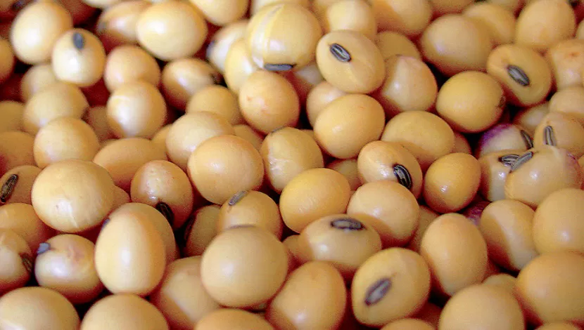 AVANCE CIENTÍFICO. El Gobierno de China aprobó la importación de soja argentina tolerante a la sequía.