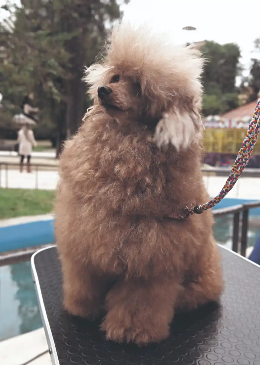 Los animales festejaron su día a puro lujo