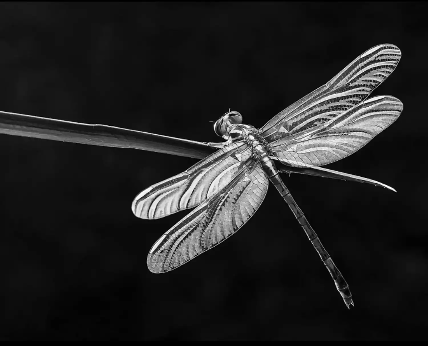 “Al fotografiar busco lo dramático, lo que moviliza”