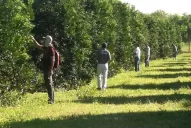 La citricultura tucumana sigue en alerta a raíz de la detección del vector del HLB