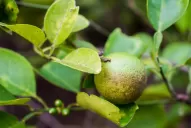 Las acciones preventivas de hoy contra el HLB fueron gestadas hace casi dos décadas