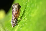 Tucumán: ratificado como libre de HLB