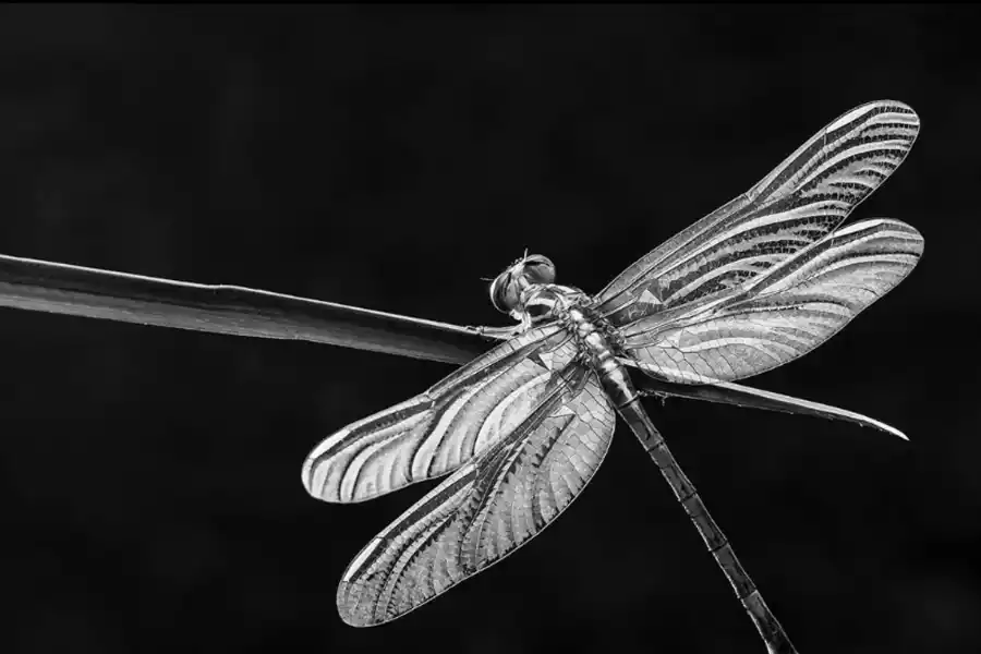 “Al fotografiar busco lo dramático, lo que moviliza”