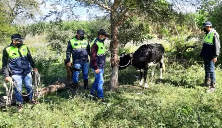 SE SALVÓ DE LA PARRILLA. La policía logró recuperar a la vaca robada
