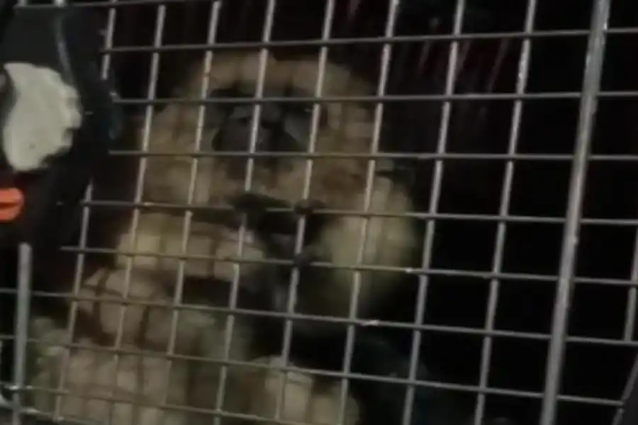 EN BARRIO OESTE 2. El ejemplar rescatado por la Policía en un allanamiento. Foto de Comunicación Pública