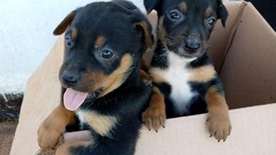 Lanzan la primera plataforma de adopción de perros en Argentina