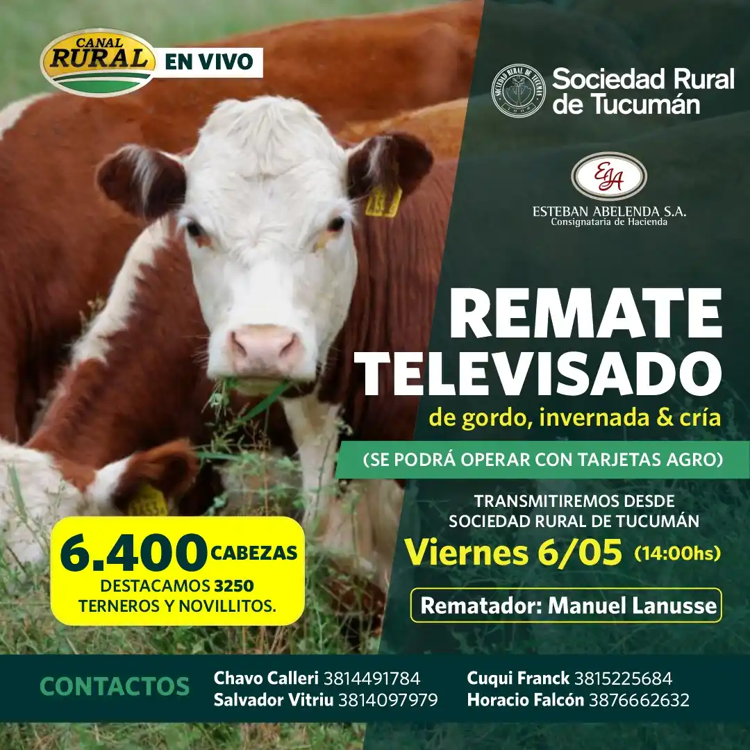 La Sociedad Rural de Tucumán remata ganado, este viernes