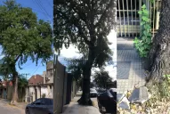 Vecinos temen que un árbol de 25 metros se desplome en Mate de Luna al 3.000