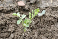 Garbanzo: los pro de curasemillas biológico