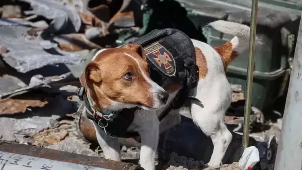 Patrón, el perro ucraniano que salvó miles de vidas