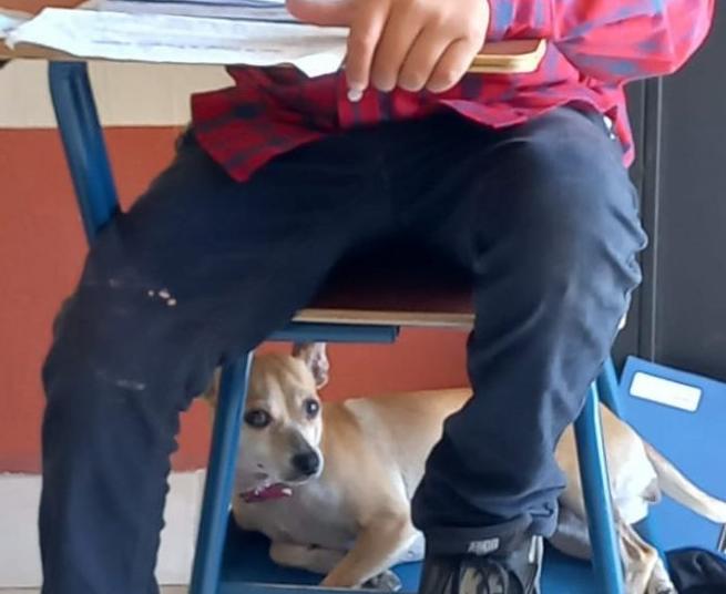 Llevó a su perrito a la escuela porque no tenía con quien dejarlo