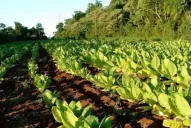 Fondo del Tabaco: abonan $65 millones a productores tucumanos
