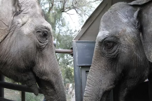 Las elefantas Pocha y Guillermina llegaron a un santuario de Brasil