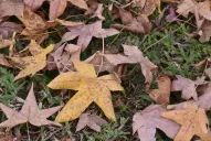 ¿Empezó el otoño? Desde hoy se espera el descenso diario de la temperatura
