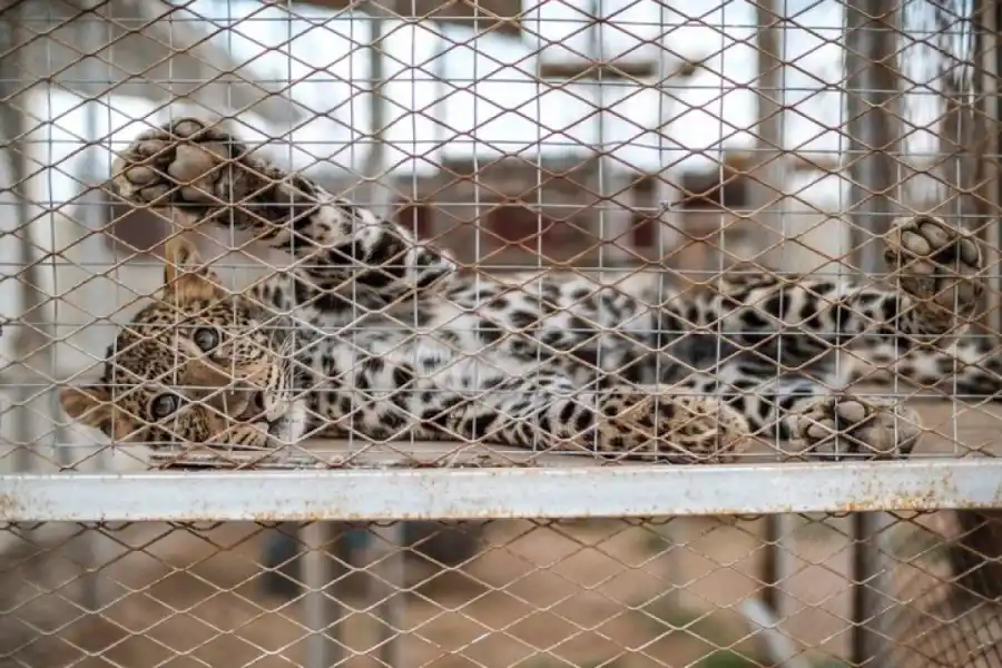 Nacen tres guepardos trillizos siendo un hito para una especie en peligro de extinción