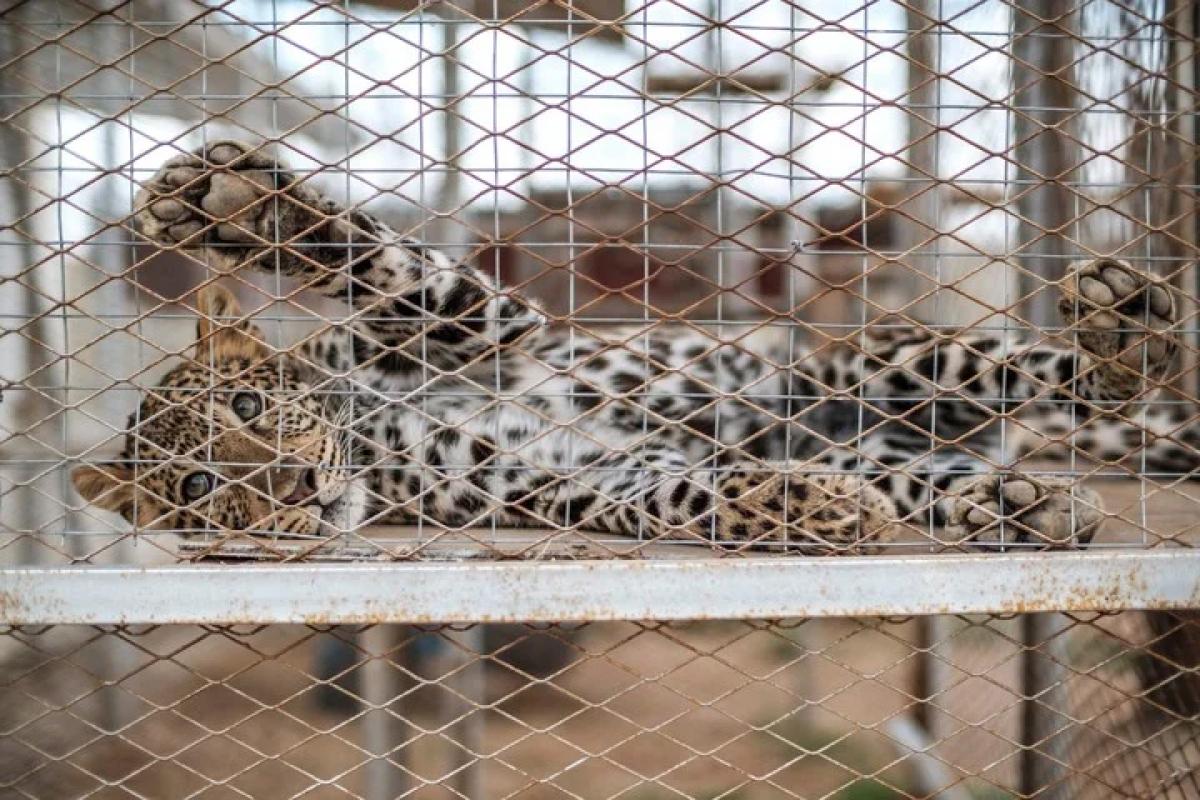 Nacen tres guepardos trillizos siendo un hito para una especie en peligro de extinción